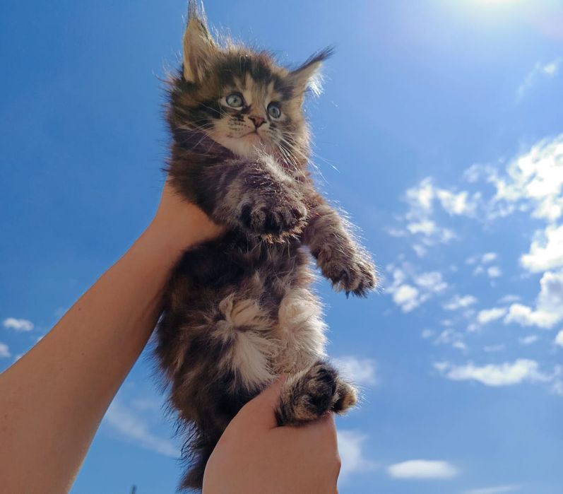 Котята Мейн Куны