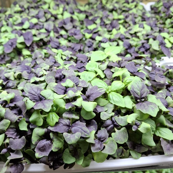 Микрозелень Бухара FS_green