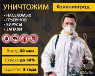 Дезинфекция дезинсекция от клопов от насекомых dezinfeksi dezinfeksiya