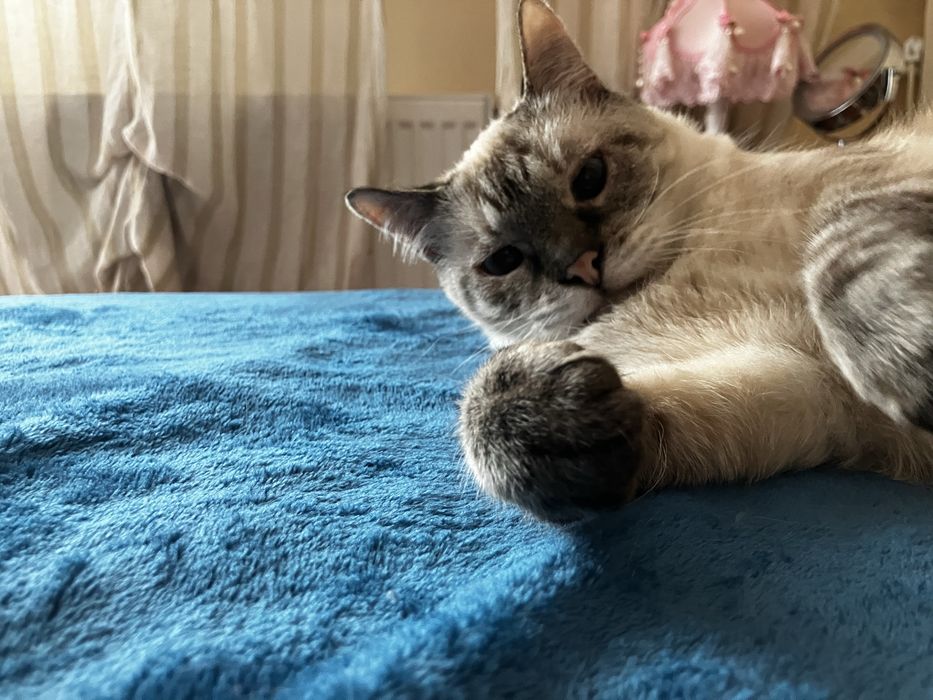 Pet Sitting Pisici la Domiciliul Animăluțului