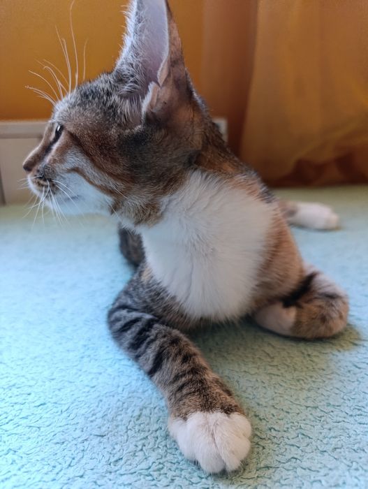 Котенце за осиновяване