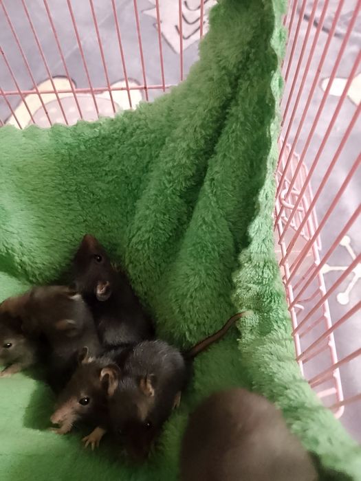 крыски Малышы Дамбо