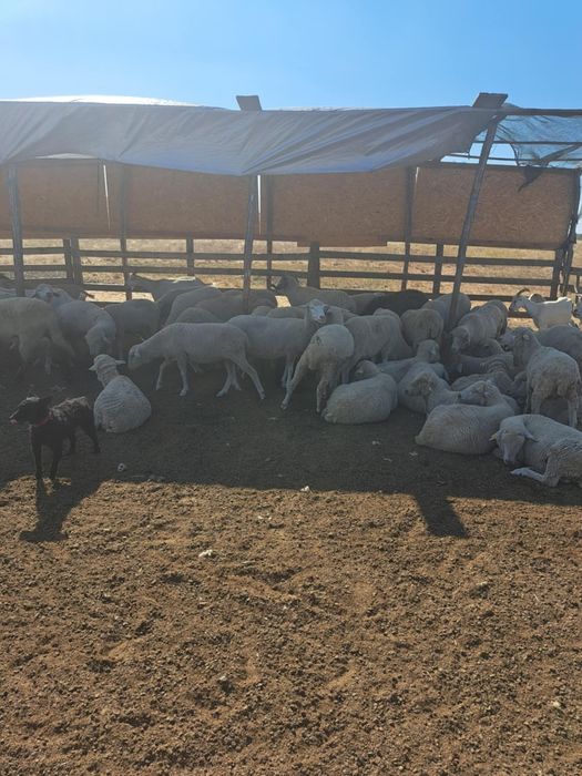 Am 90 de oi  gestante de vânzare din care 4 berbeci.