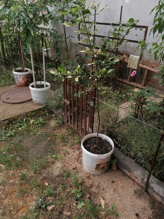 butași de trandafiri maturi toate culorile