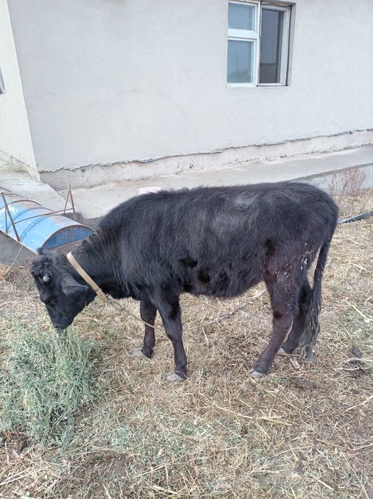 Sog'lom mol sotiladi