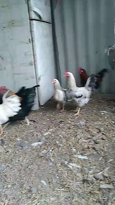 Невзрослые,ёщё молодые петущки