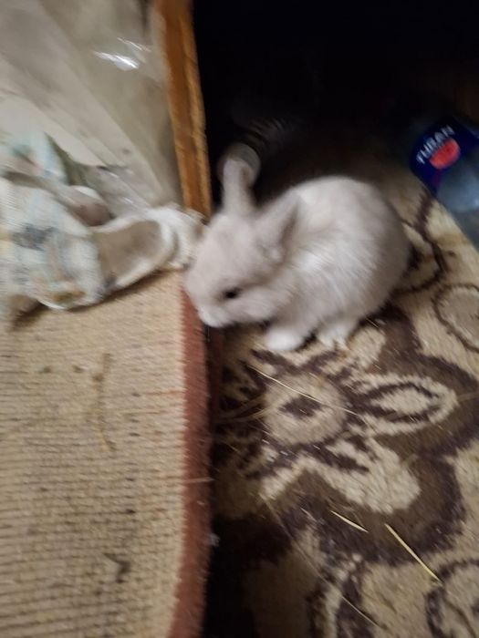 Продам декоративных кроликов