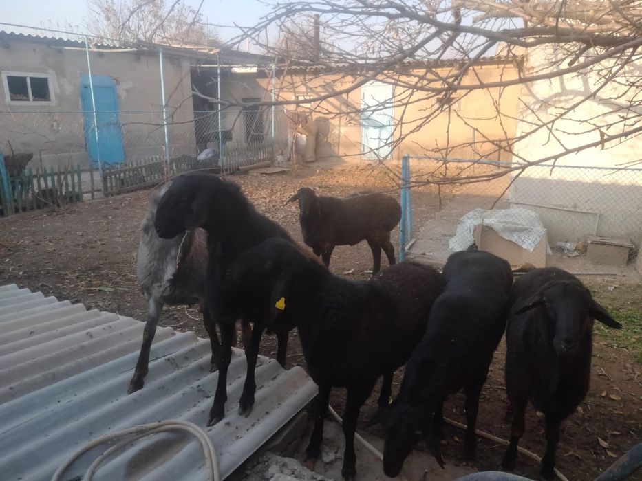 Кошкар тукымдыка денеси дау