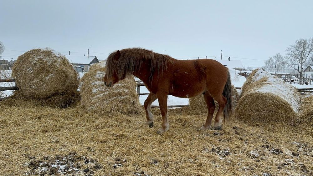 Жеребец шесть лет
