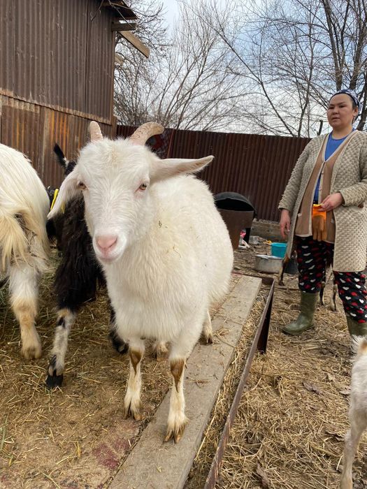 Ещкі , теке және лактар
