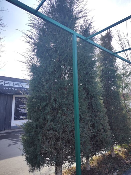 Арчалар сотилади