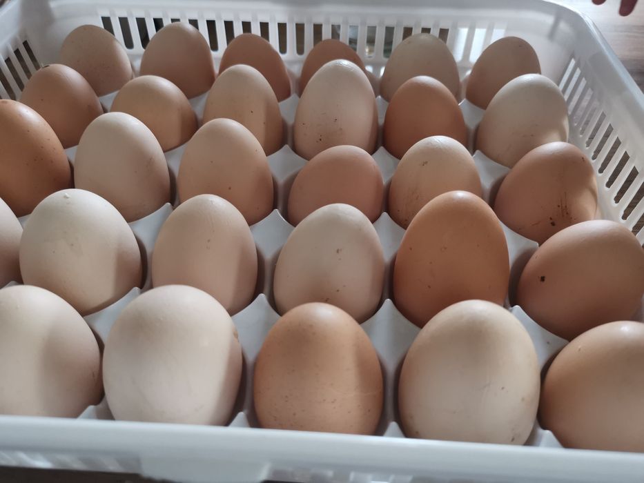 Oua de incubat din gaini de rasa Australorp