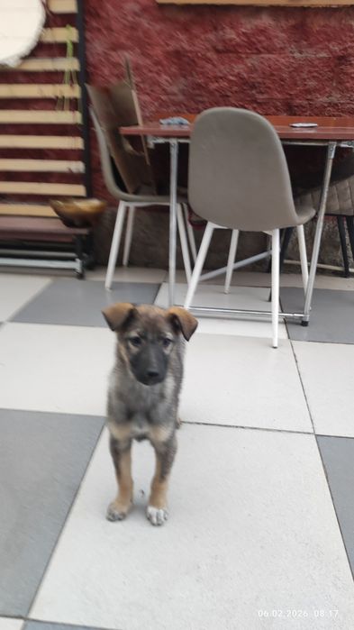 Ищу доброго, ответственного хозяина