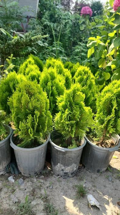 Продам 10 гектаров земли.