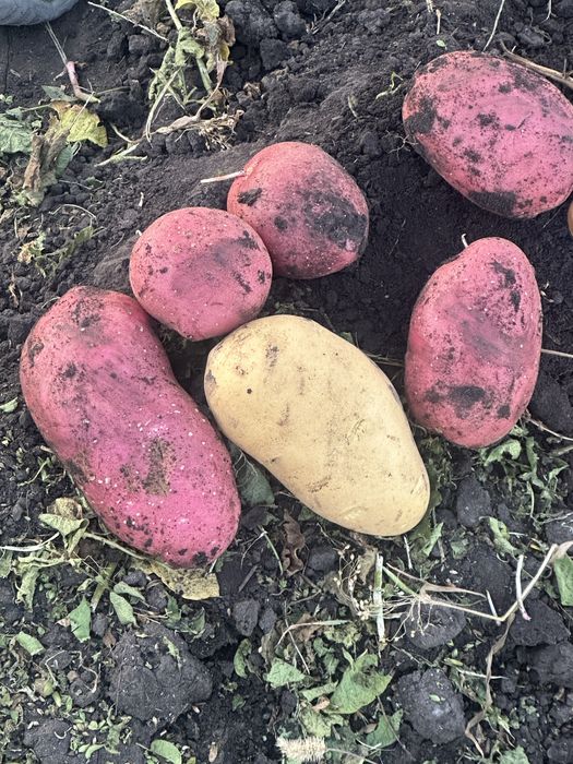 Продам картофель