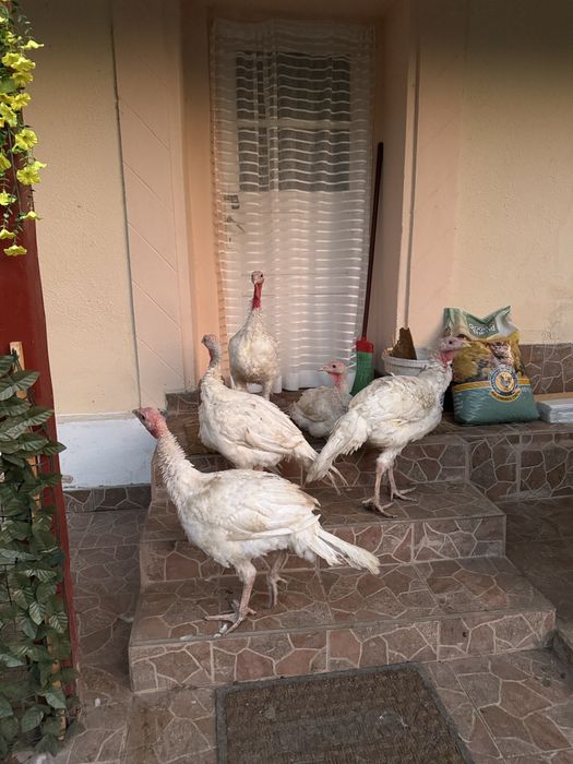 Curcani de vânzare – crescuți natural, sănătoși, hrăniți bio