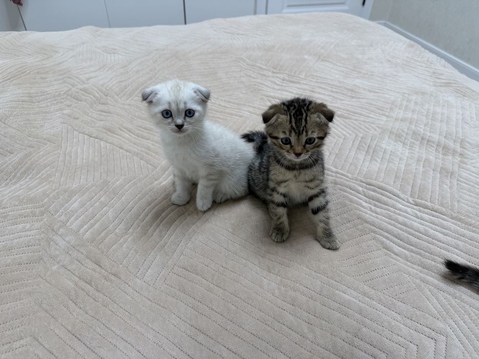 Котята Котята Котята