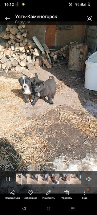 Щенок Алабай девочка