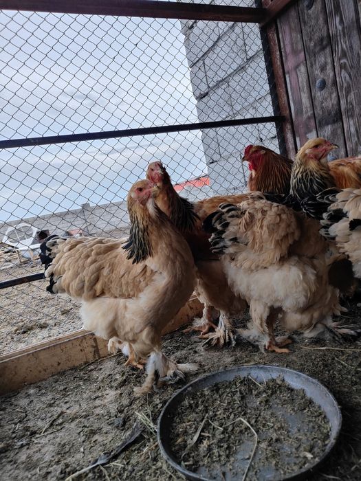 Барам тауықтарды сатамын