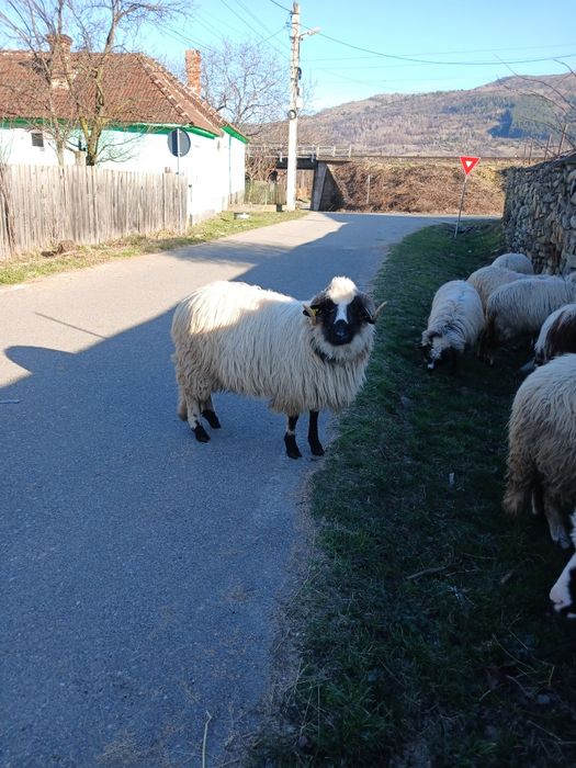 Berbecuț de vanzare