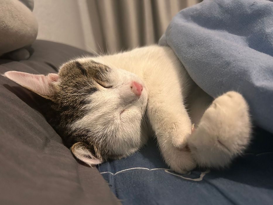 Отдам кота в добрые руки