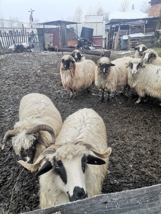 Vând 4 stramioare breze