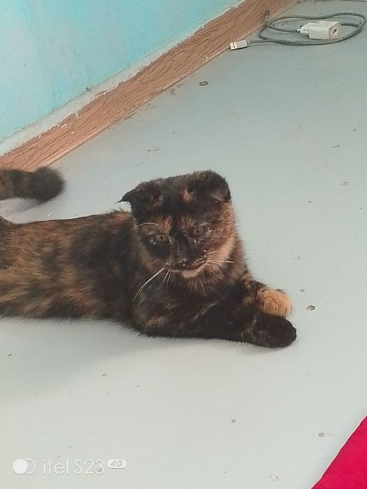 Продам шотландскую кошку