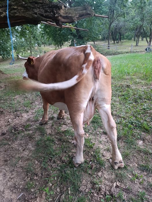 Vaca de vânzare.