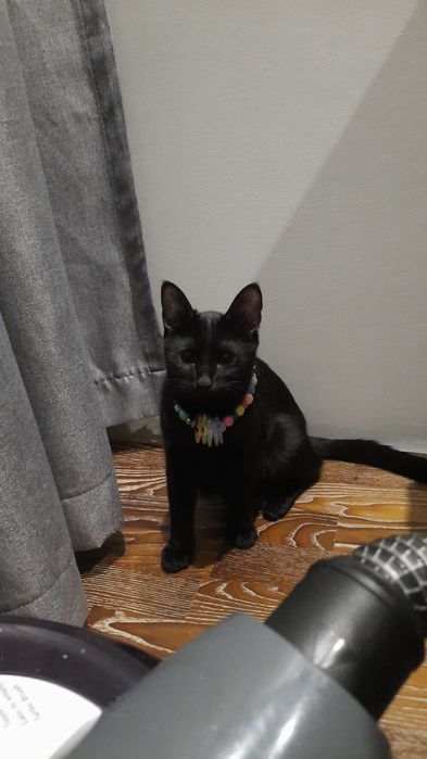 Отдам чёрную кошечку в добрые руки