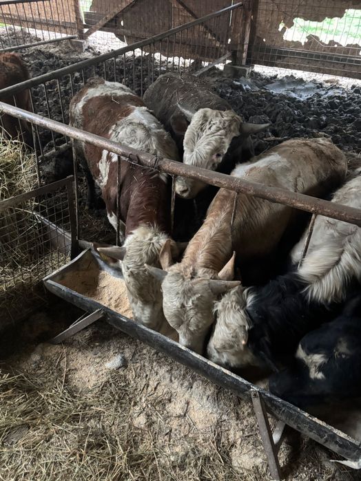 Vând viței bălțați și angus