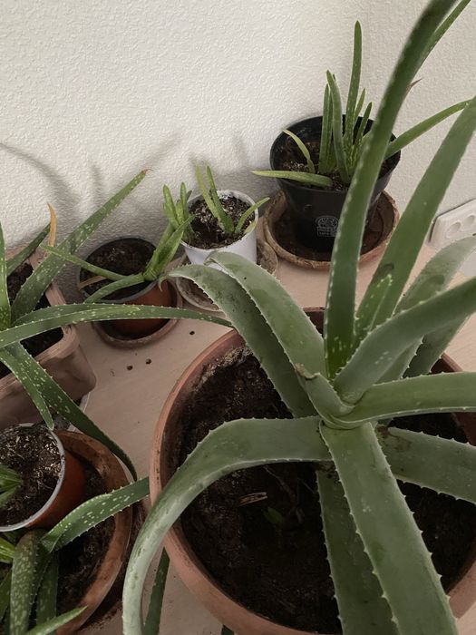 Цветы домашние Доллар , алое вера