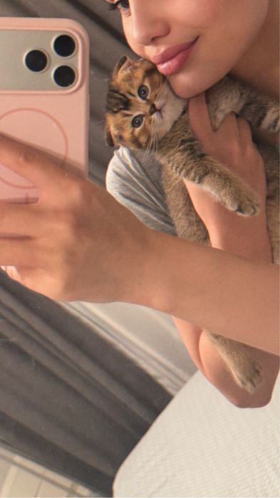 Продаются породистые котята