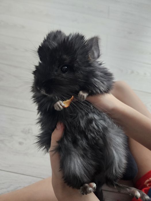 Шиншилла девочка