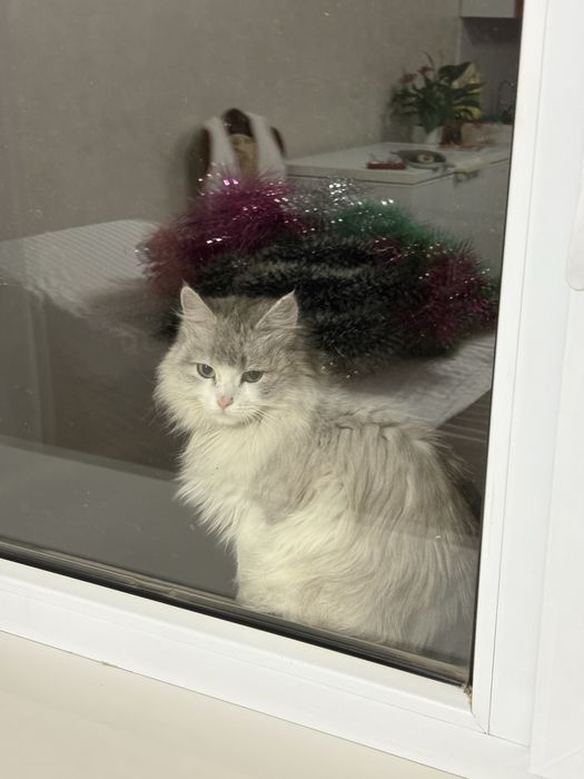 Кошка,мысык в хорошие руки