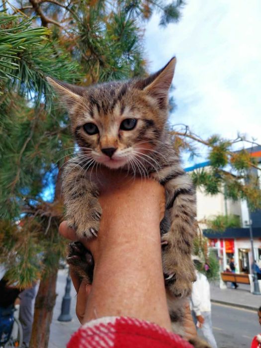 Котята, Мальчики! В добрые руки!