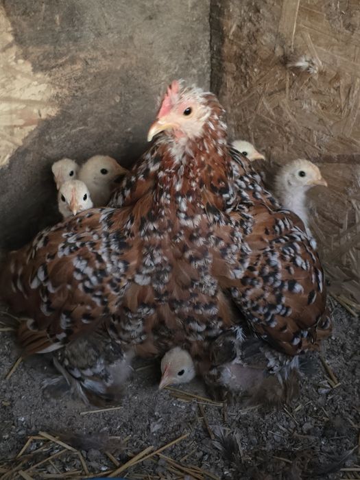 Карликовые кохинхины