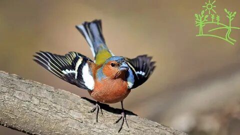 Зяблики певчие самцы