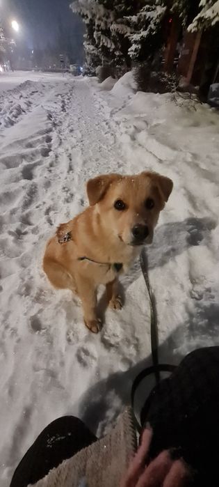 Щенок (мальчик) ищет дом и добрые руки