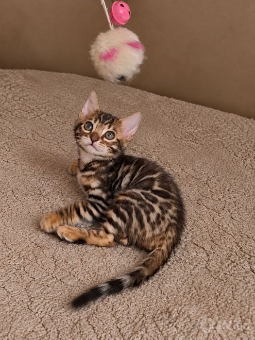 Бенгальские котята