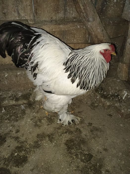 Vând cocoș brahma Columbia alb-negru