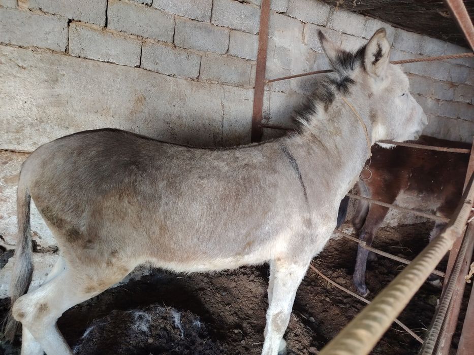 Honor X9d jsjeejemjdh