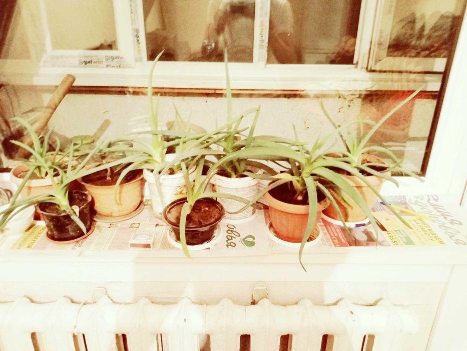 Продам алоэ многолетние