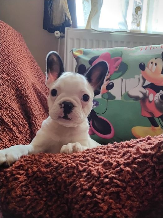 Bulldog francez mascul