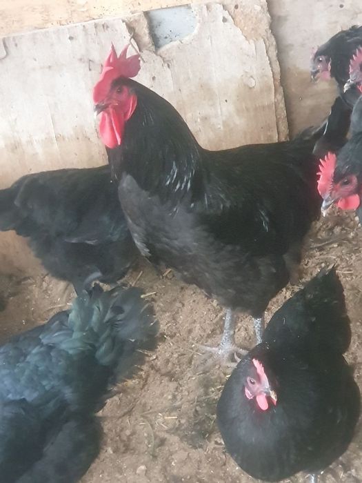 Xöroz Qora shazoda va   sotiladi