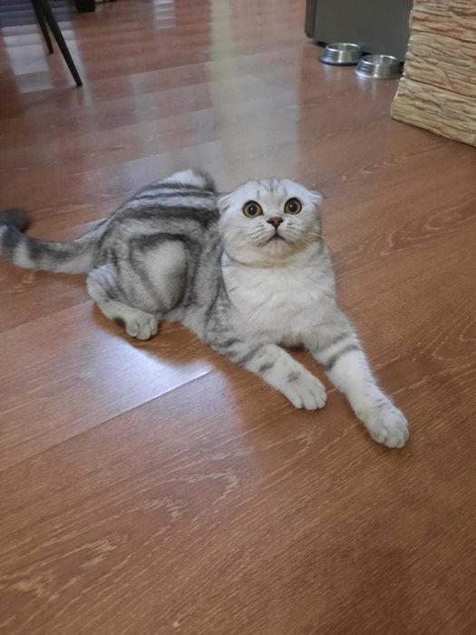 Котенок скотиш страйт