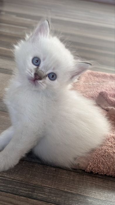 Котенок в добрые руки,мальчик