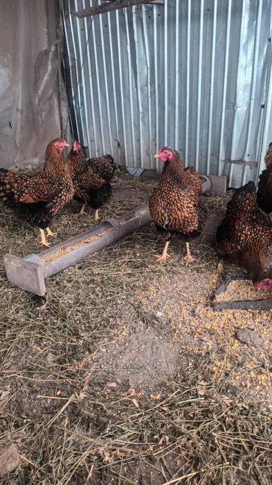 Oua pentru incubat wyandotte Gsg