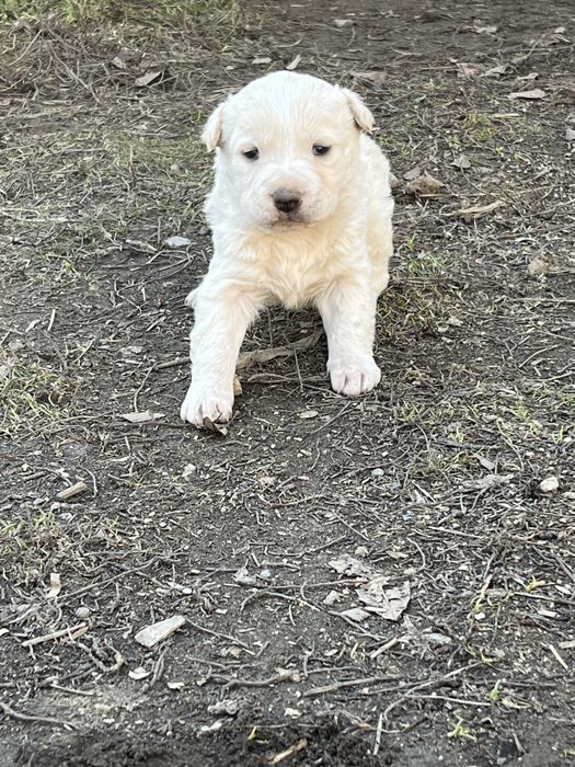 Сиберский авчарка питбуль шатынаскан кушыктер