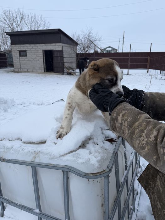 Продам щенка алабая кабель 3 мес