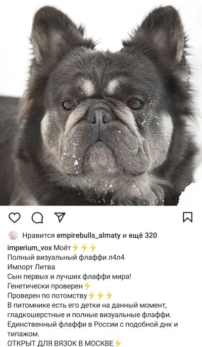 Вязка. Привозной кобель Французского Бульдога